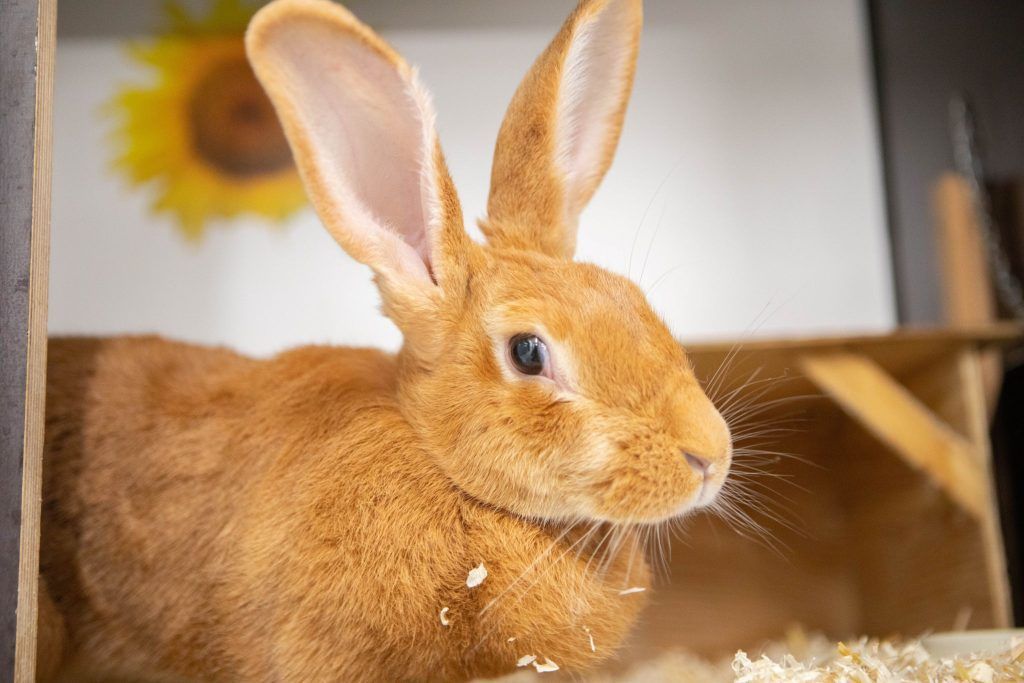 Zwei Zwergkaninchen ausgesetzt: Tierquälerei