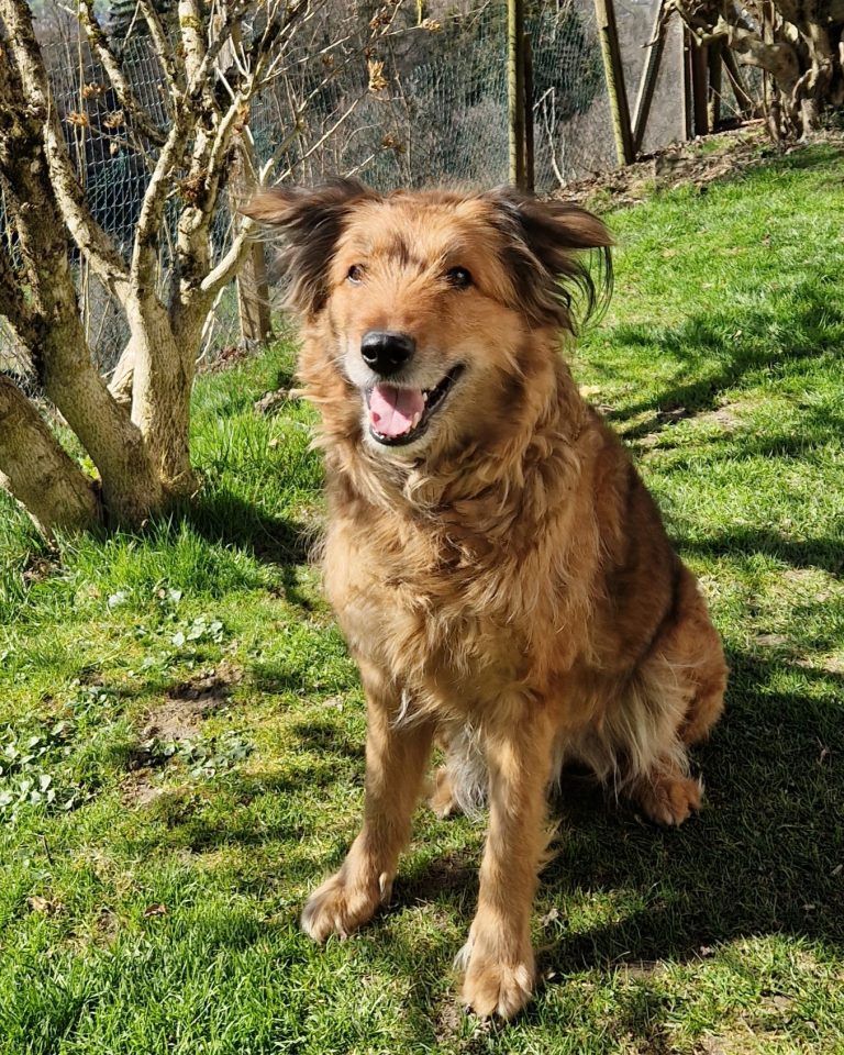 Tierecke, Tierschutzheim