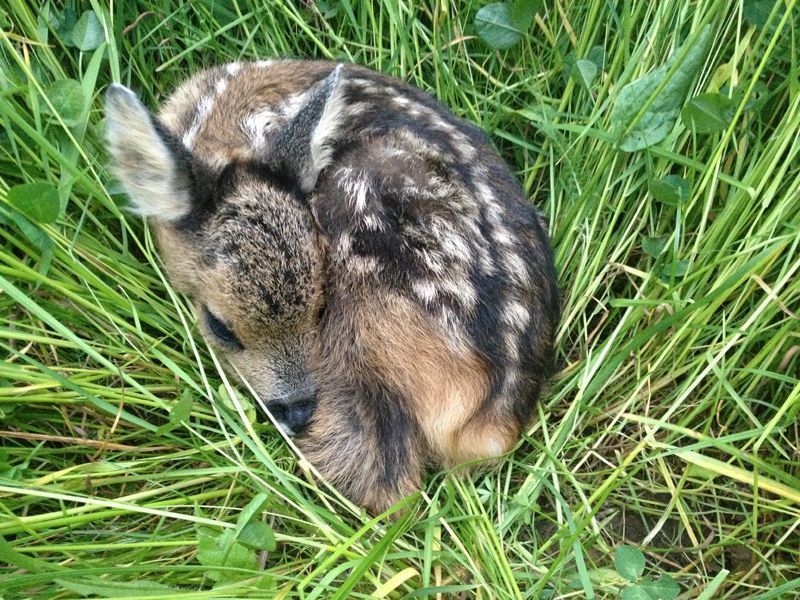 Zumindest 50.000 Euro Förderung für Wildtierstation