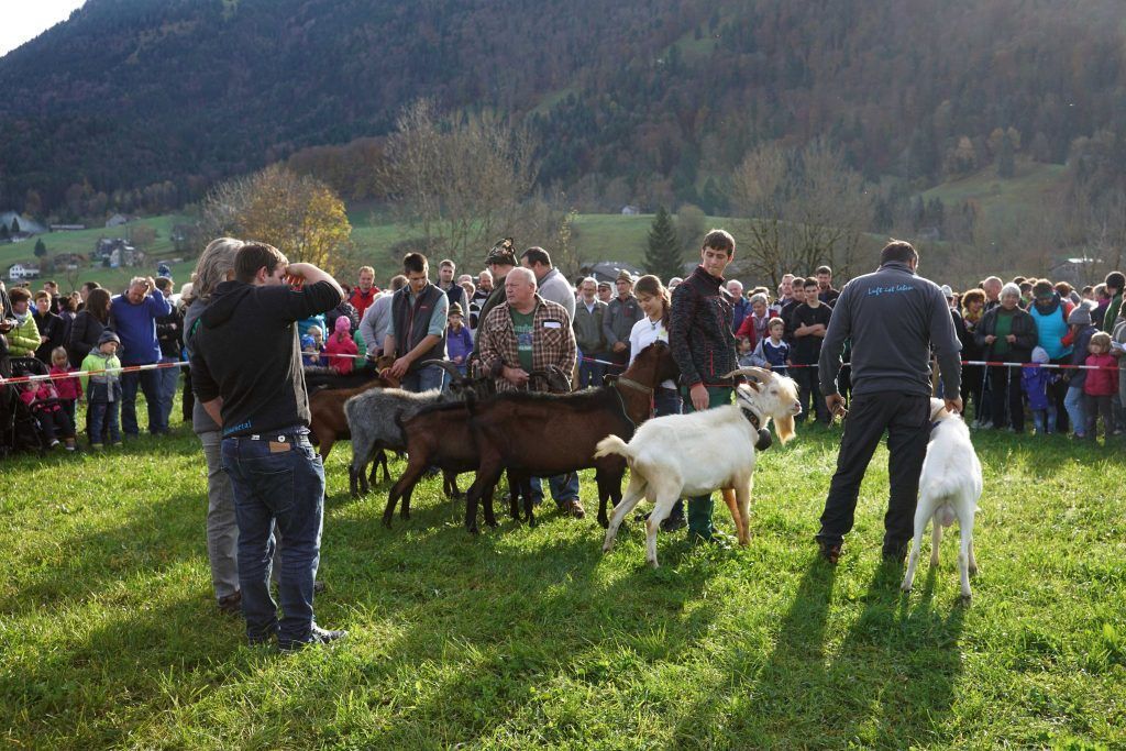 Gewalttäter bei Ziegenausstellung im Bregenzerwald
