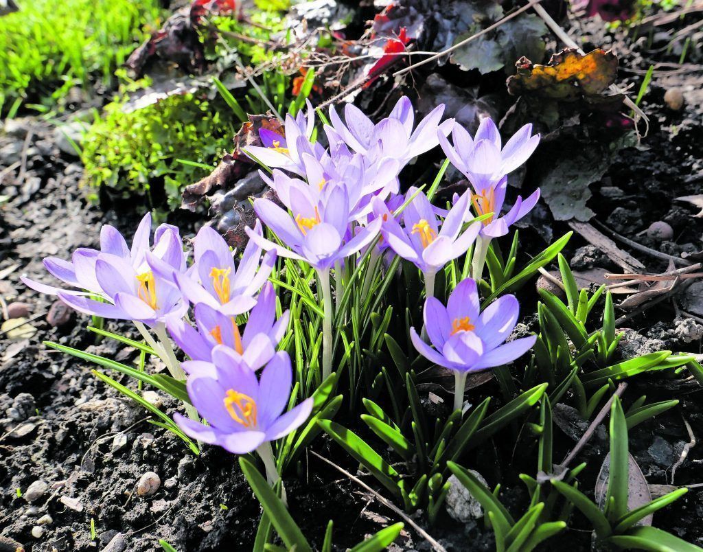 Naturnaher Garten für Mensch und Tier von A bis Z