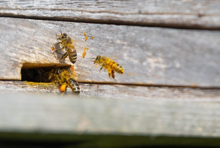 Die Königin der Bienen