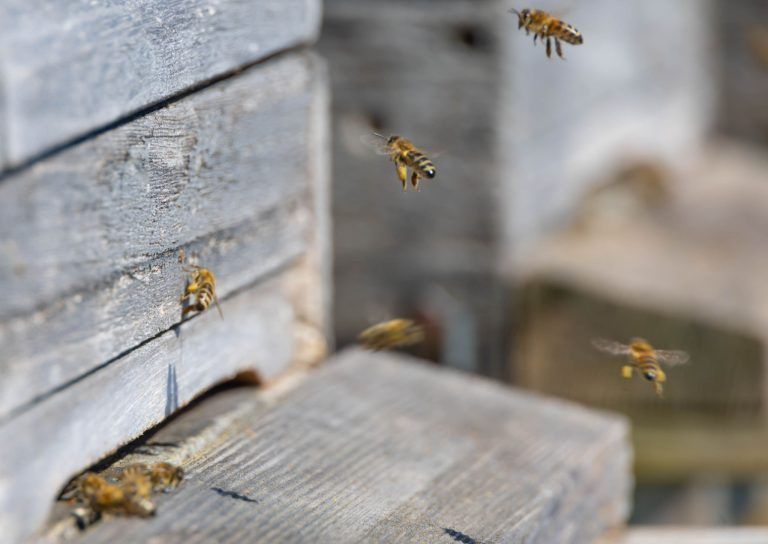Wie wirkt sich Trockenheit auf unsere Bienen aus?