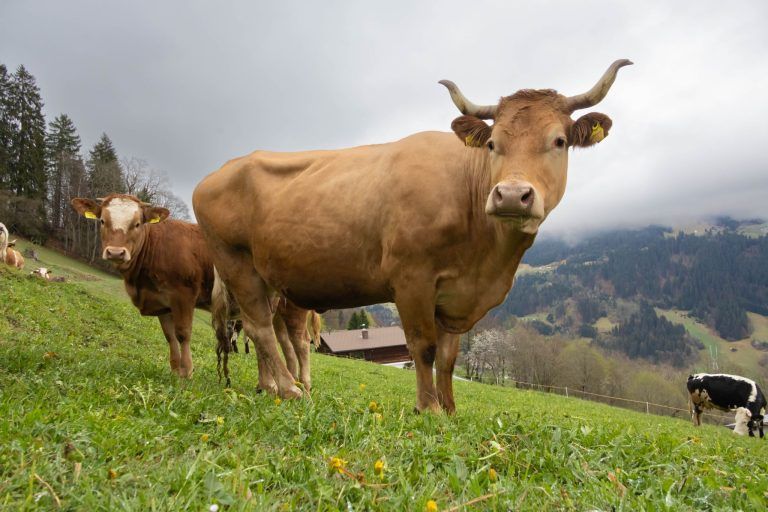 Ein naturverbundenes Leben auf dem Bergbauernhof