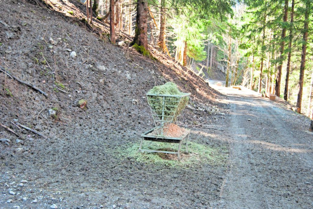 TBC-Seuche verlangt im Bregenzerwald massiven Rotwildabschuss