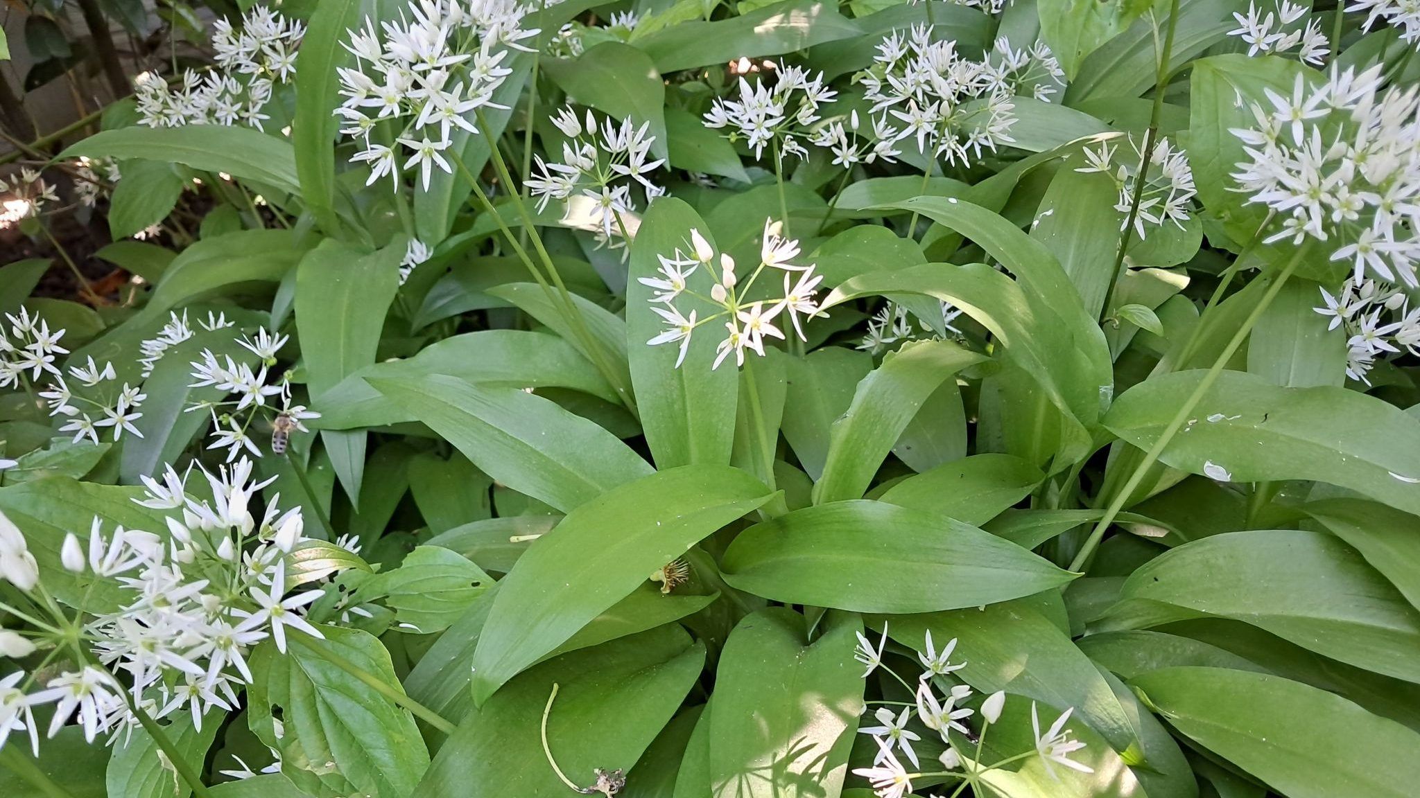 Gartentipp