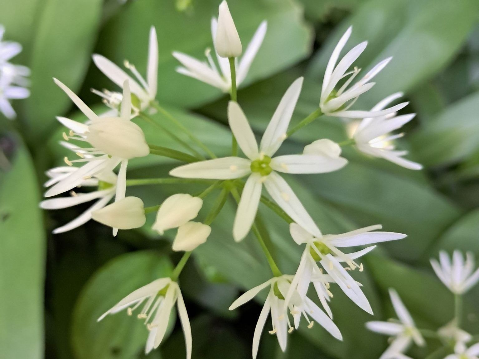Gartentipp