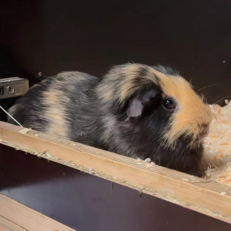 Tierheim