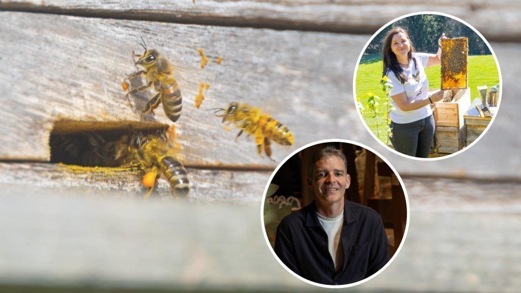 Wie wirkt sich Trockenheit auf unsere Bienen aus?