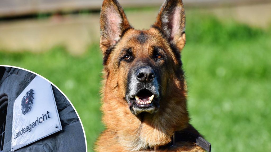 Landesgericht urteilt: Schäferhund war keine Waffe bei Raubüberfall