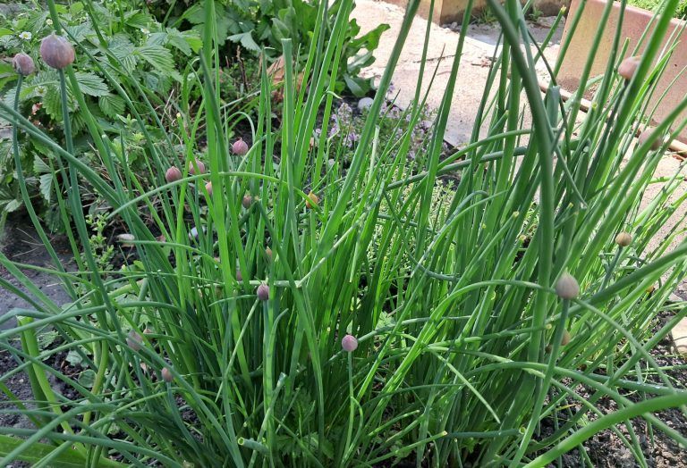 Gartentipp
