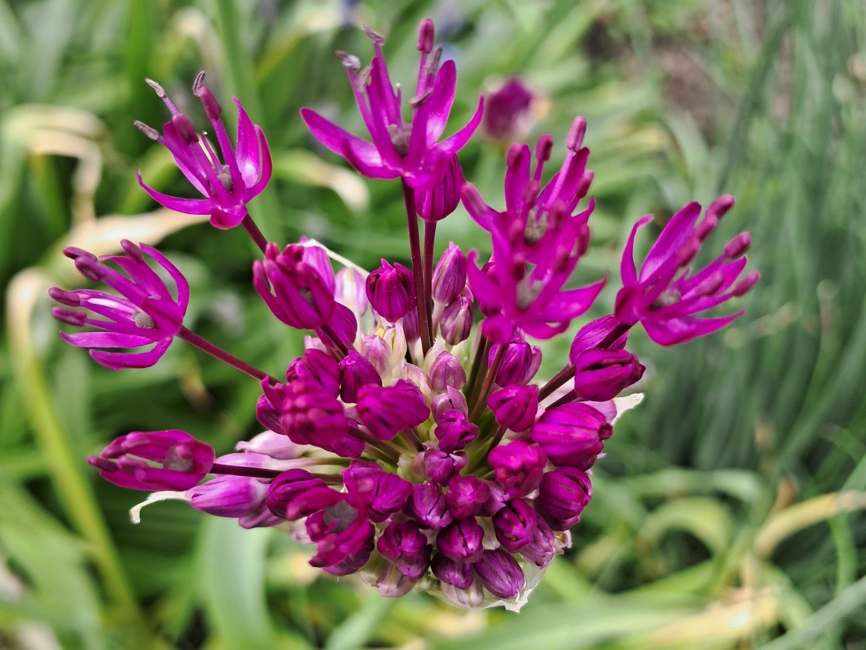 Gartentipp