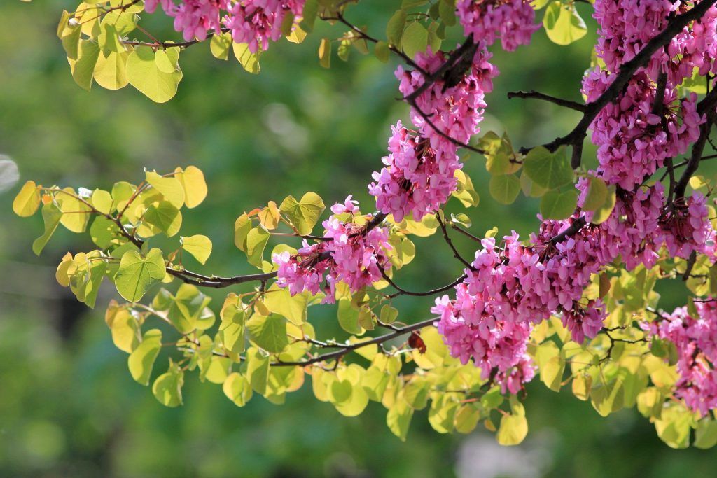 Die außergewöhnliche Blüte des Judasbaumes