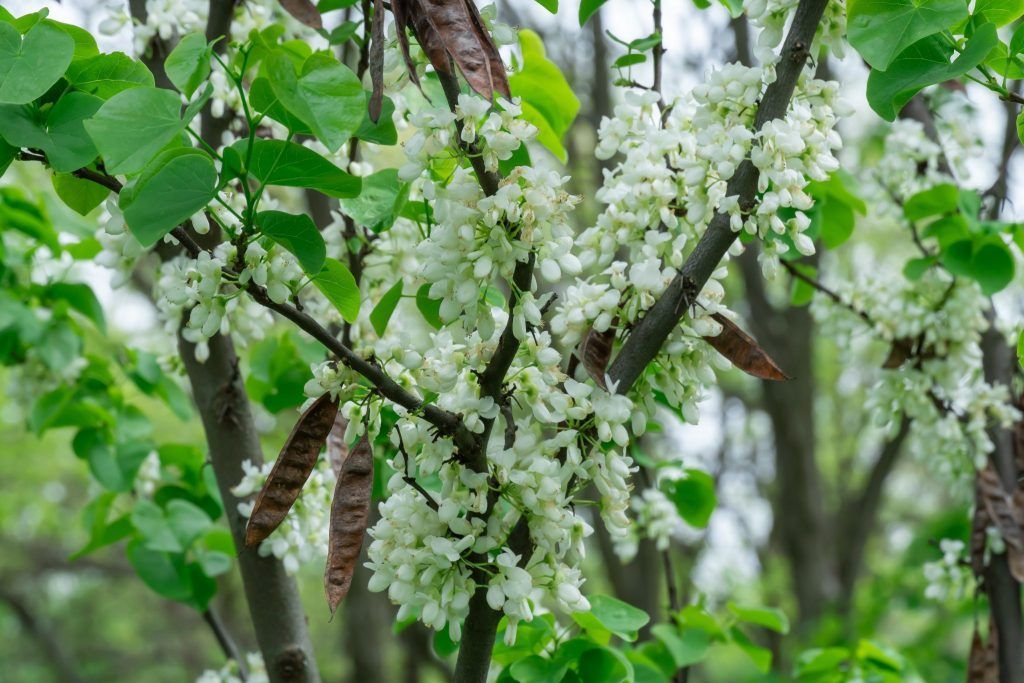 Die außergewöhnliche Blüte des Judasbaumes