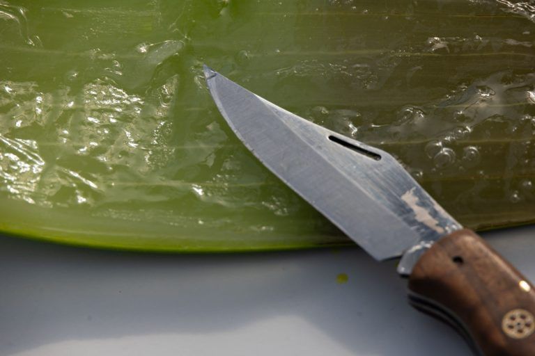 Vom Bürgermeister zum Pflanzenpionier: Harald Köhlmeier lebt für Aloe Vera