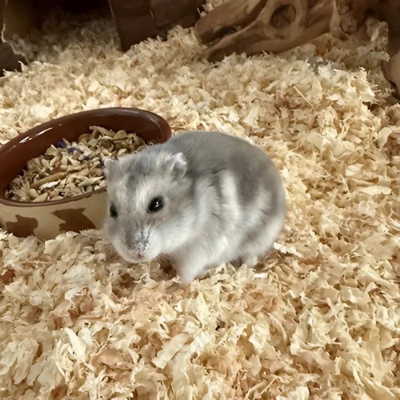 Liebenswerte Tiere