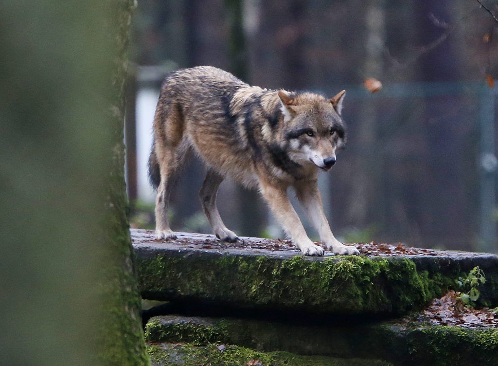 Eine Kulturdebatte: Der Wolf, seine Feinde und seine Freunde