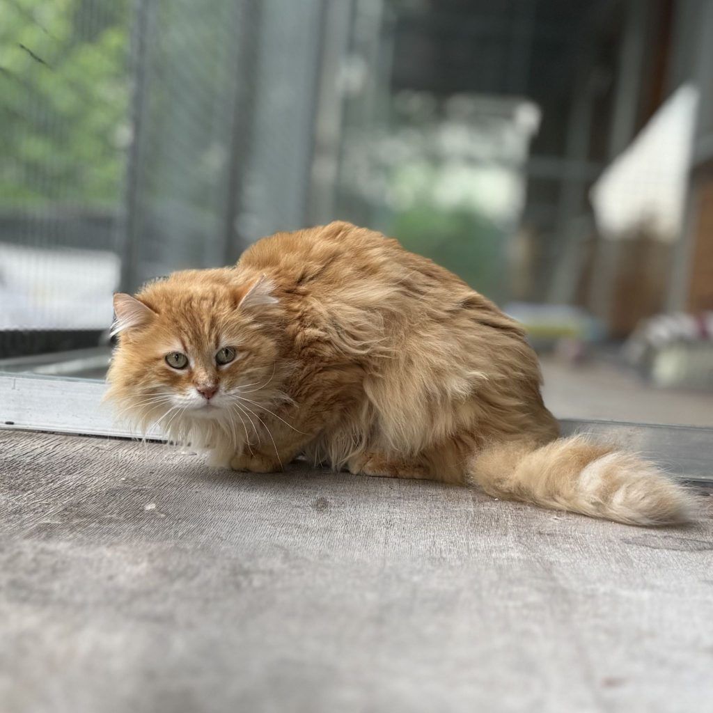 Tierische Mitbewohner