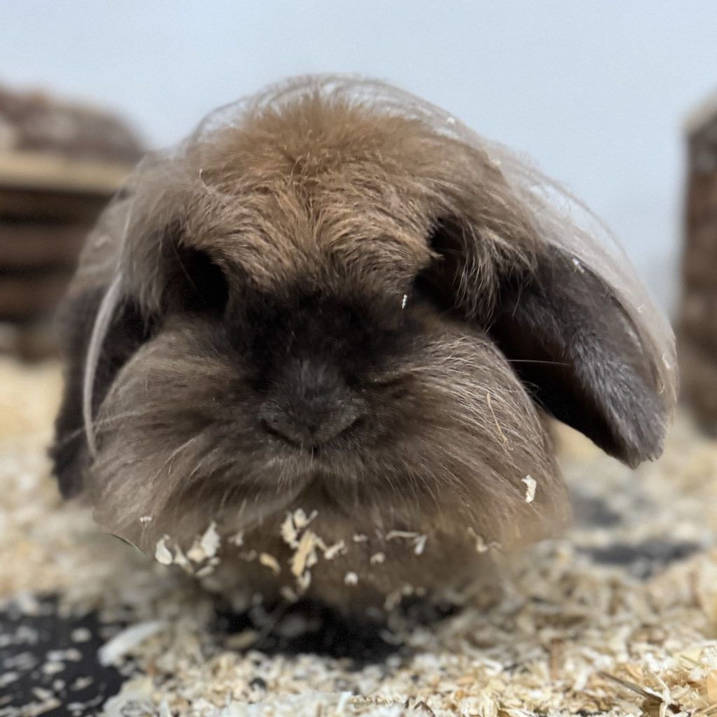 Tierische Mitbewohner