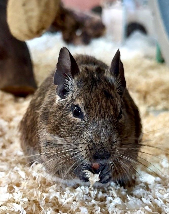 Ein Herz für Tiere