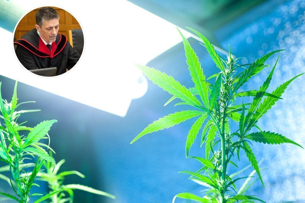 Erntehelfer und Kurier für Marihuana-Anbau von Drogenring verurteilt