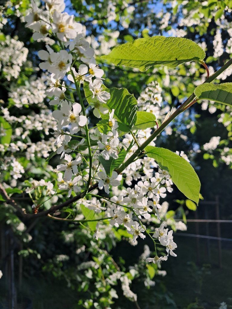 Gartentipp