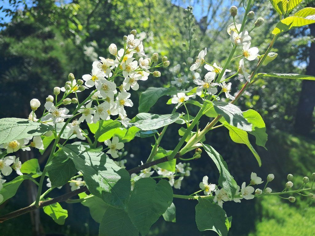 Die Traubenkirsche: Eine Duftwolke im Garten
