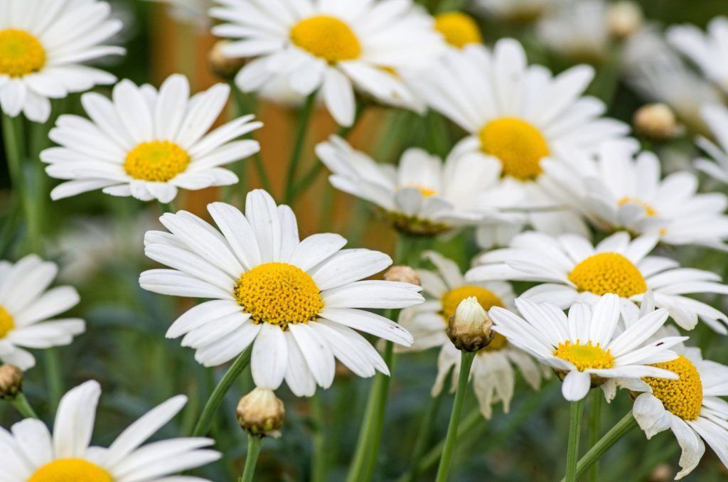 Die Margerite: Eine fröhliche Sommerbotin
