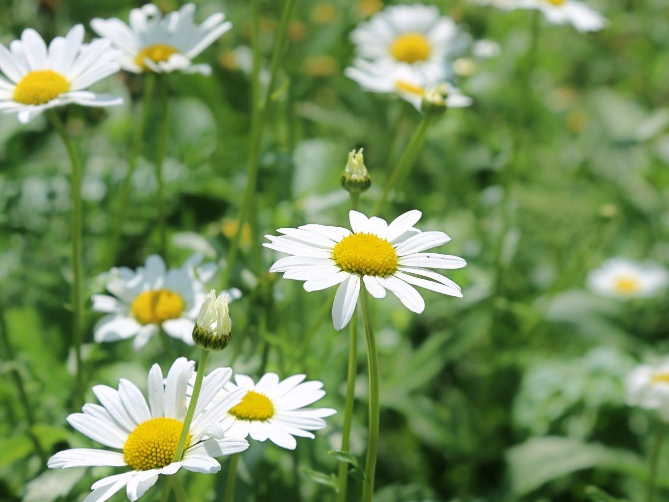 Die Margerite: Eine fröhliche Sommerbotin