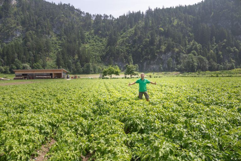 Bio-Gemüse erntefrisch direkt vom Feld