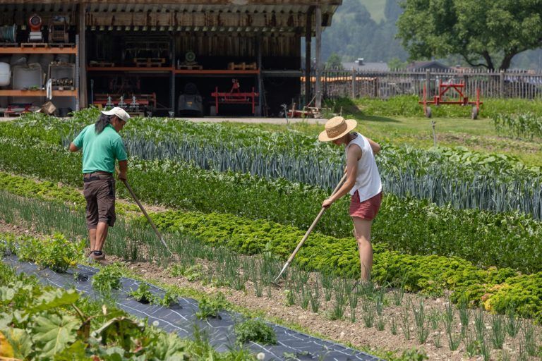 Bio-Gemüse erntefrisch direkt vom Feld