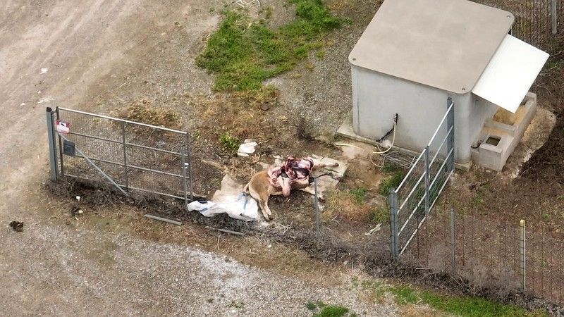 Wie heimische Kälber in nordafrikanischen Schlachthöfen enden