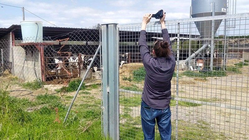 Wie heimische Kälber in nordafrikanischen Schlachthöfen enden