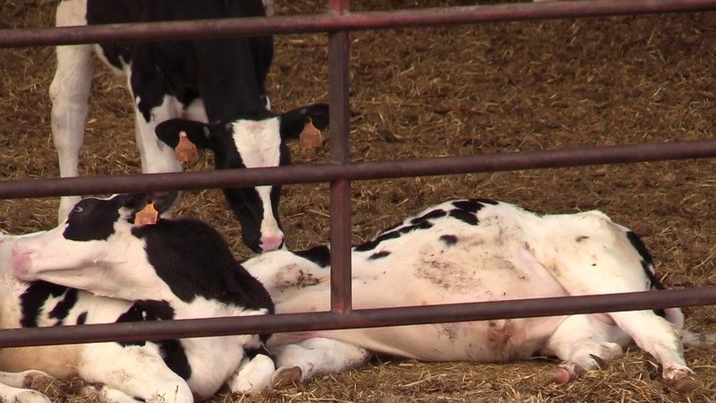 Wie heimische Kälber in nordafrikanischen Schlachthöfen enden