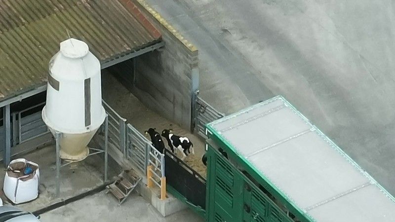Wie heimische Kälber in nordafrikanischen Schlachthöfen enden