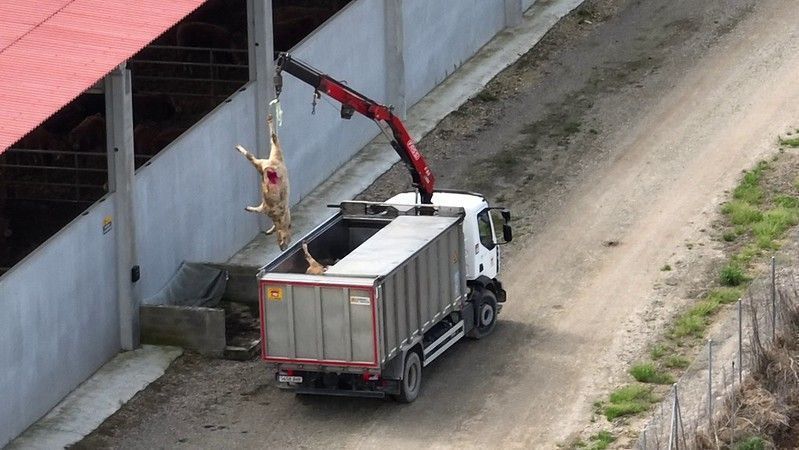 Wie heimische Kälber in nordafrikanischen Schlachthöfen enden