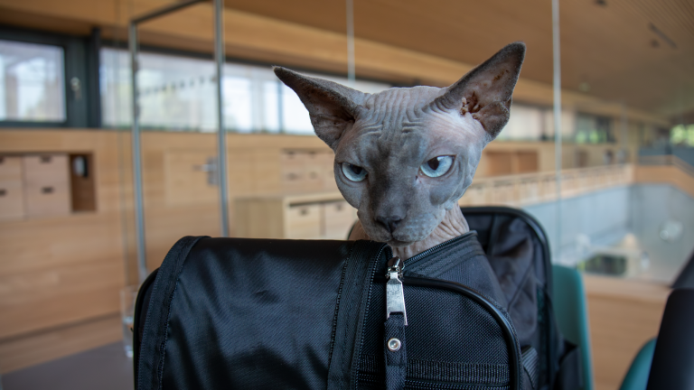 Qualzucht Katzen