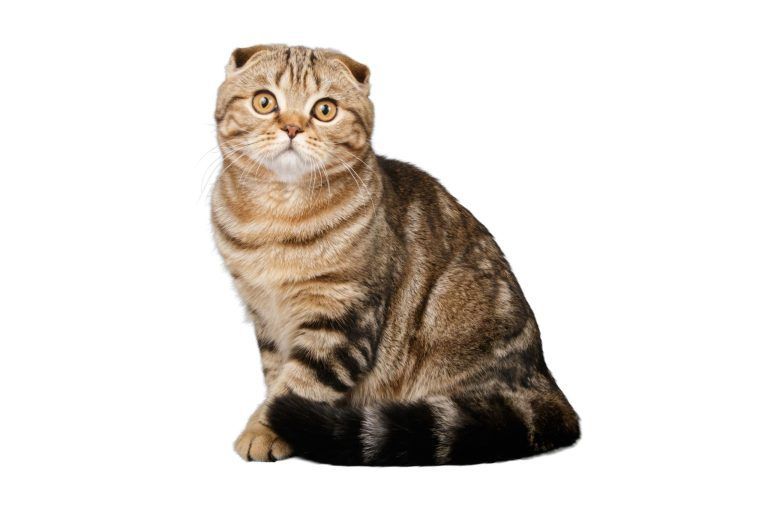 Qualzucht Katzen