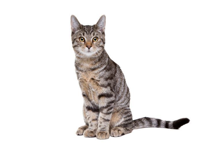 Qualzucht Katzen