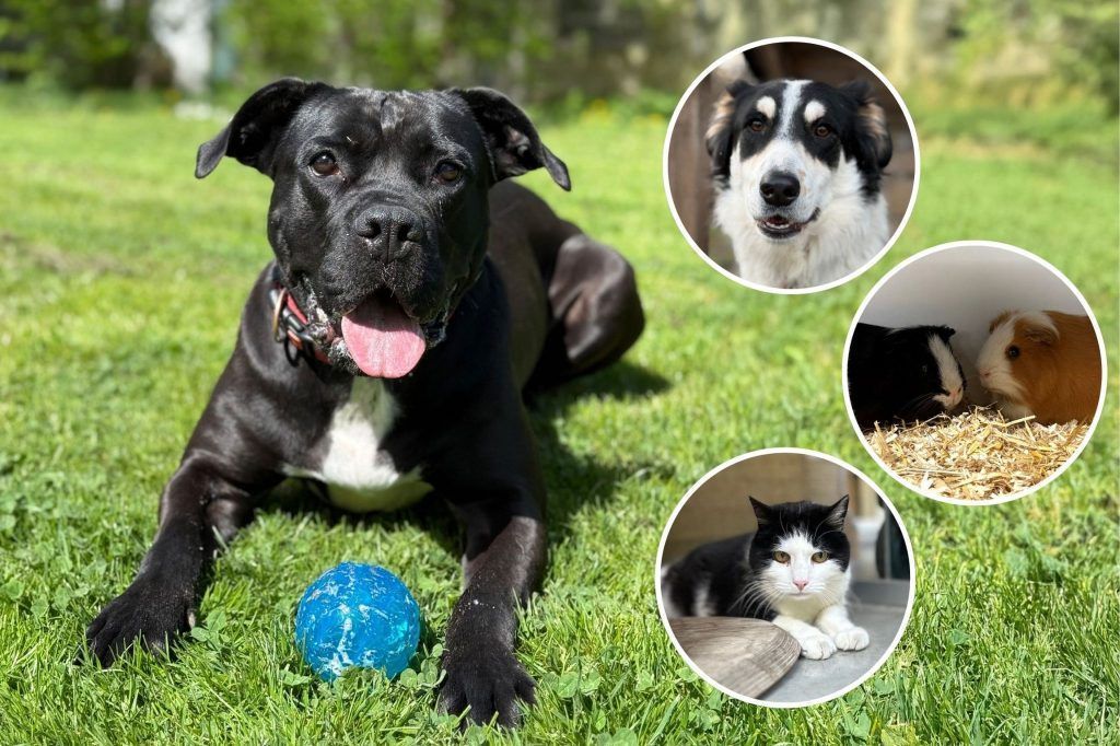 Tiere schenken Liebe und Treue
