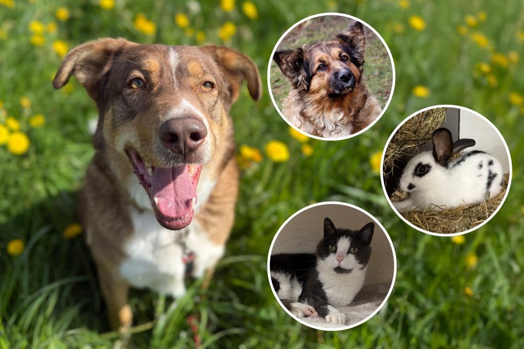 Eine zweite Chance für Tiere