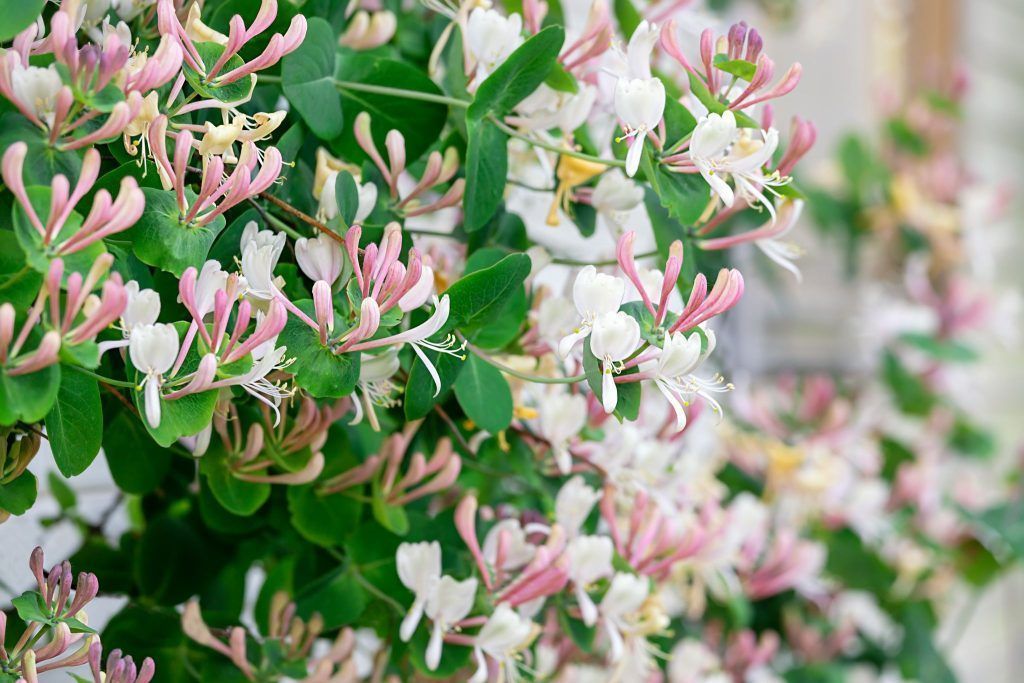 Das romantisch rankende Gartengeißblatt