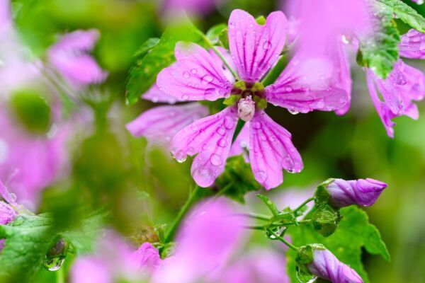 Pflanzenvielfalt auf Balkonen gegen Sommerhitze effektiv