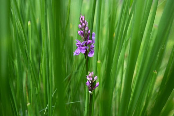 Naturlandschaften nehmen weniger Stickstoff auf als gedacht