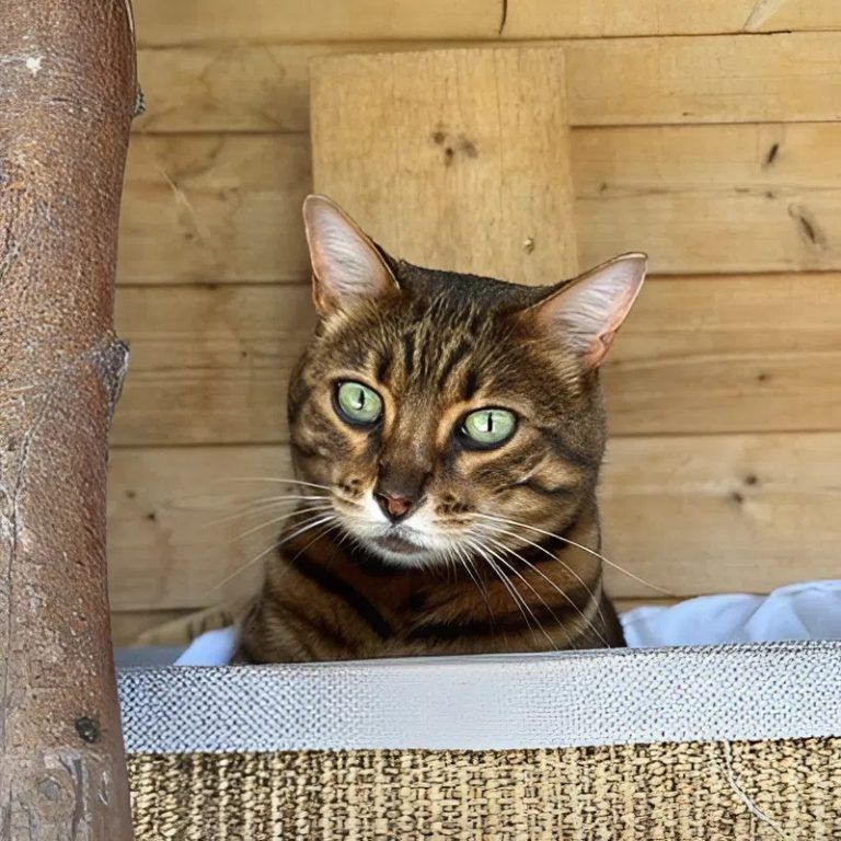 Tierecke, Tierschutzheim