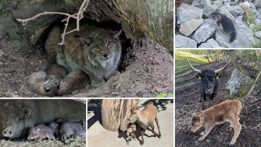 Diese Tierbabys gibt es aktuell im Wildpark Feldkirch