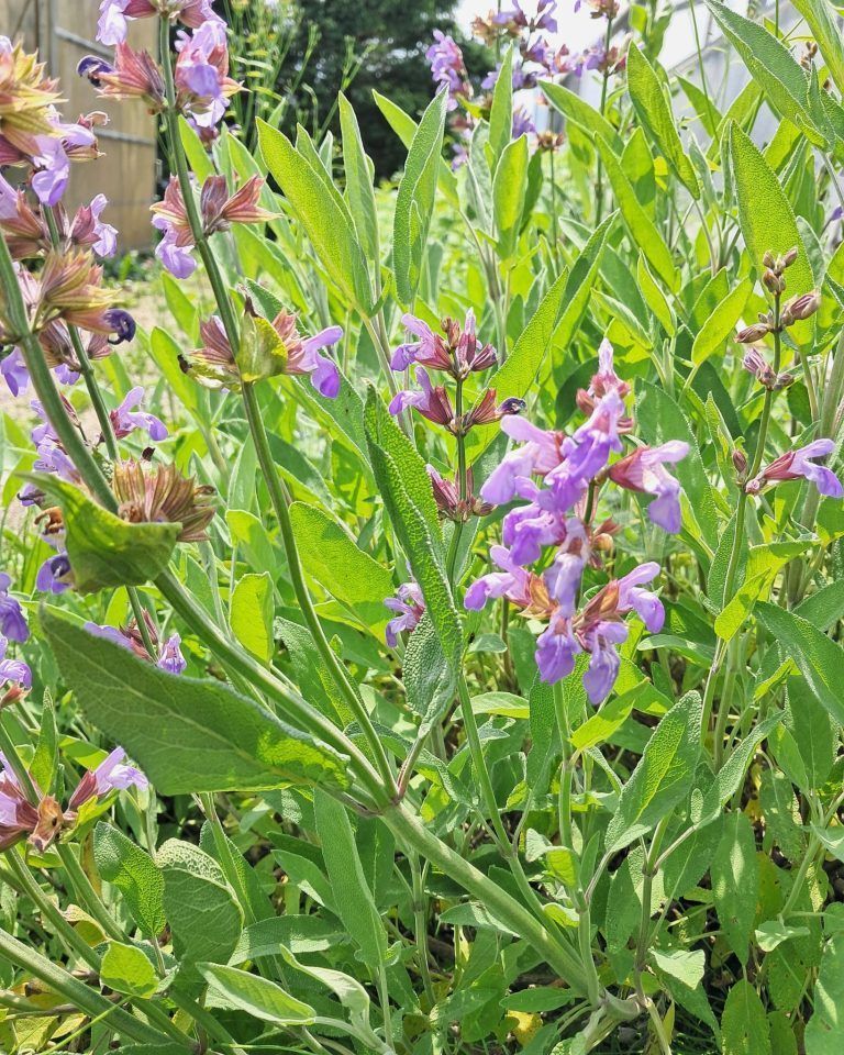Salbei