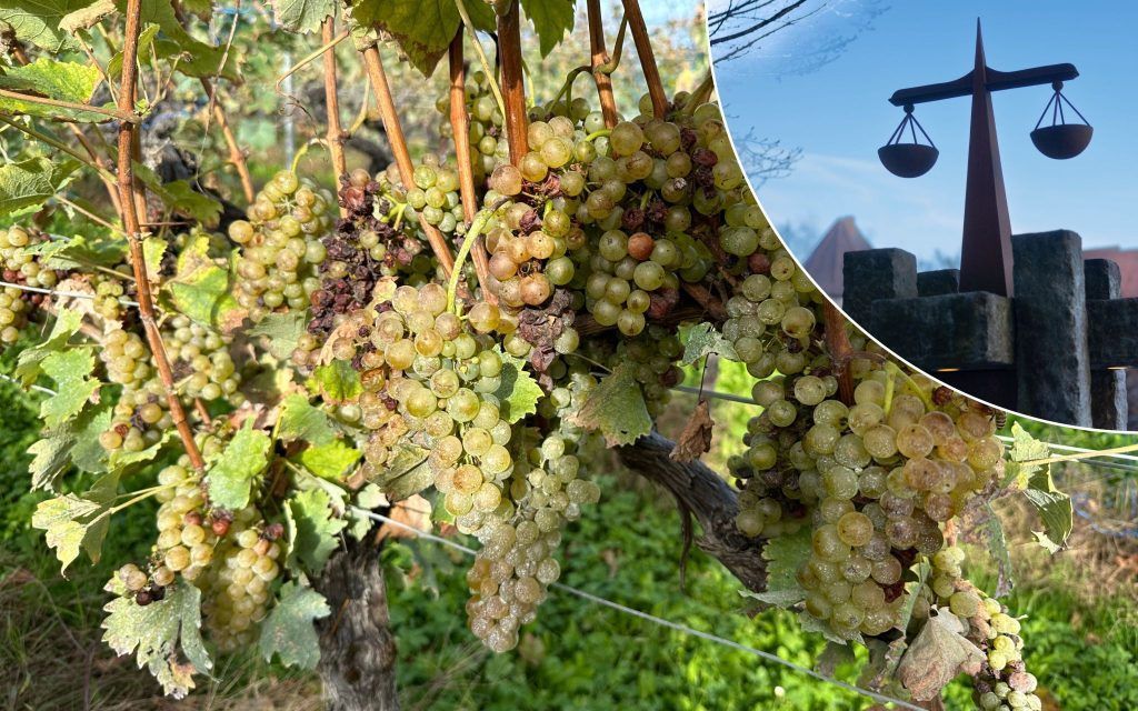Tierquälerei-Prozess gegen Weinbauer: Gutachter war zu teuer
