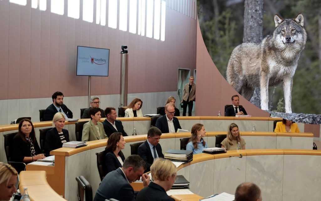 &#8220;Nicht der Wolf ist in Gefahr, die Alpwirtschaft ist in Gefahr&#8221;