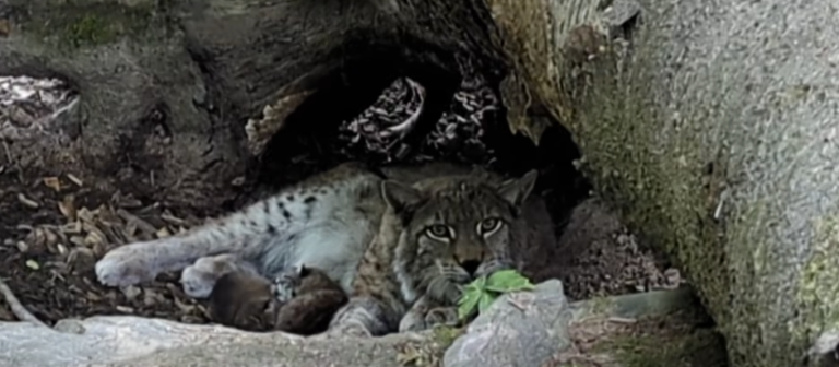 Tierbabys im Wildpark Feldkirch